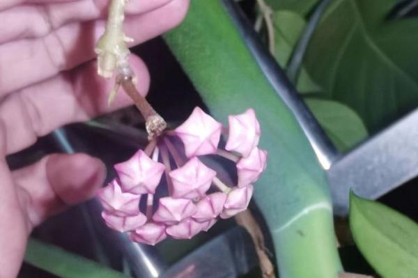 球兰花骨朵在哪里冒芽，在叶腋冒芽