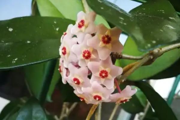 球兰花骨朵在哪里冒芽，在叶腋冒芽