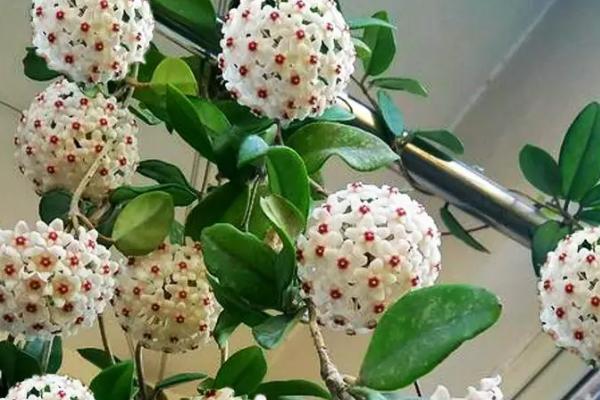 球兰花骨朵在哪里冒芽，在叶腋冒芽
