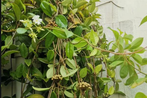 球兰花骨朵在哪里冒芽，在叶腋冒芽