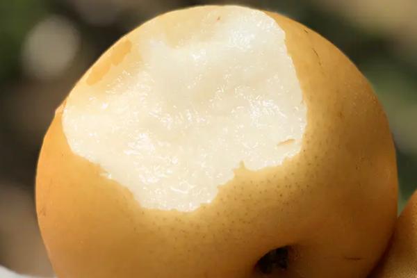 有哪些青皮梨子品种,常见的有库尔勒香梨、邹堂青皮梨等