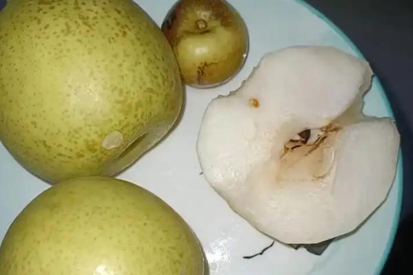 有哪些青皮梨子品种,常见的有库尔勒香梨、邹堂青皮梨等