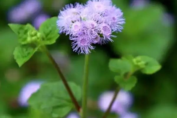 熊耳草与藿香蓟有什么区别，叶片、花朵、高度均不同