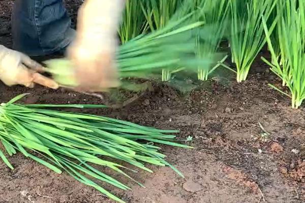 韭菜何时采摘，可以在春季或秋季采摘