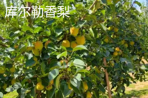 有哪些青皮梨子品种,常见的有库尔勒香梨、邹堂青皮梨等