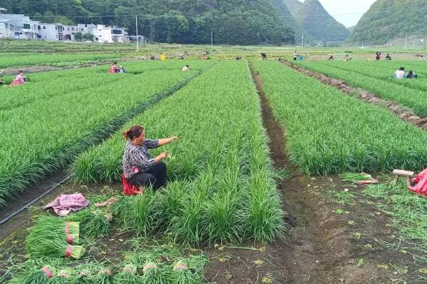 韭菜何时采摘，可以在春季或秋季采摘