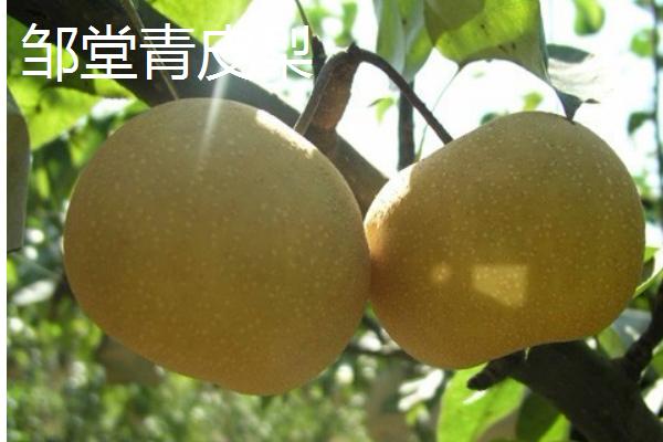有哪些青皮梨子品种,常见的有库尔勒香梨、邹堂青皮梨等