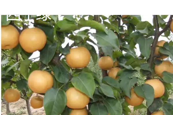 有哪些青皮梨子品种,常见的有库尔勒香梨、邹堂青皮梨等