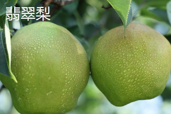 有哪些青皮梨子品种,常见的有库尔勒香梨、邹堂青皮梨等