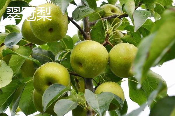 有哪些青皮梨子品种,常见的有库尔勒香梨、邹堂青皮梨等