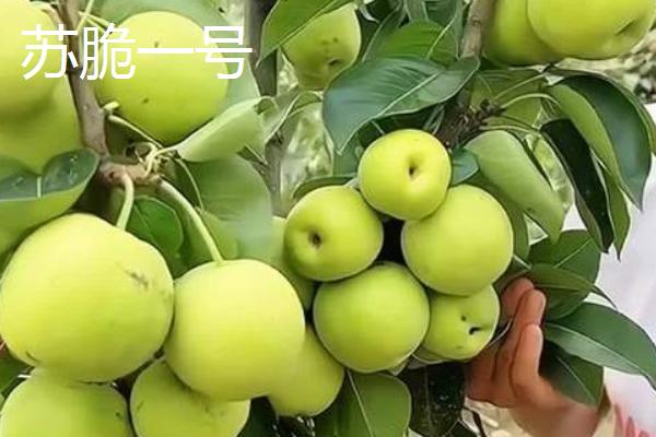 有哪些青皮梨子品种,常见的有库尔勒香梨、邹堂青皮梨等