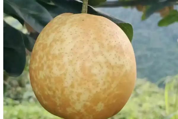 有哪些青皮梨子品种,常见的有库尔勒香梨、邹堂青皮梨等