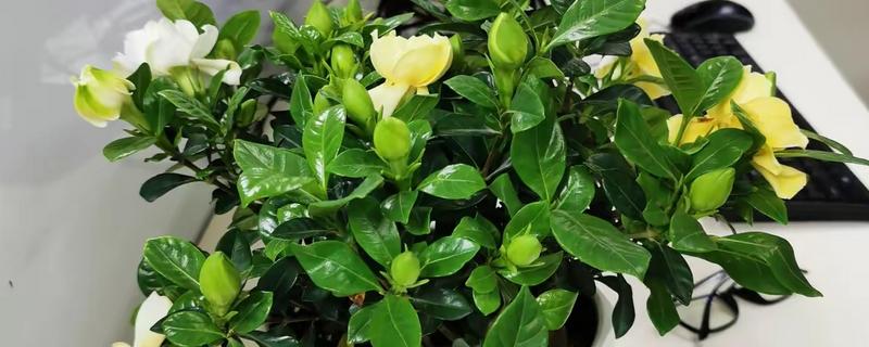 栀子花叶子蔫了怎么处理，可提供养分并停止浇水