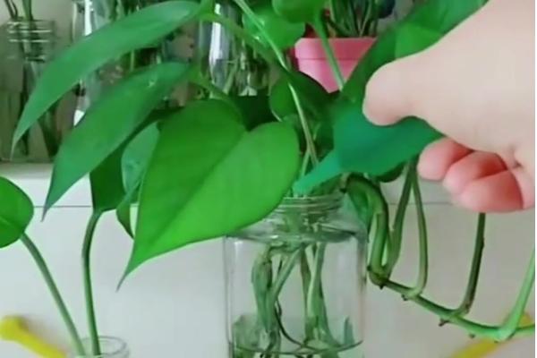 绿萝能不能在水下养殖，水位不可以没过根部的三分之一