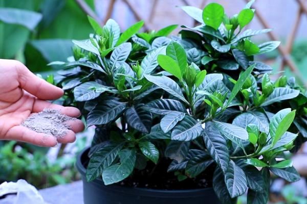 栀子花叶子蔫了怎么处理，可提供养分并停止浇水