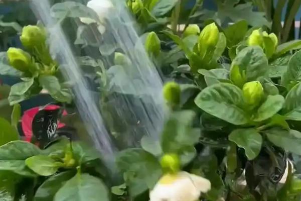 栀子花叶子蔫了怎么处理，可提供养分并停止浇水