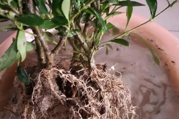 栀子花叶子蔫了怎么处理，可提供养分并停止浇水