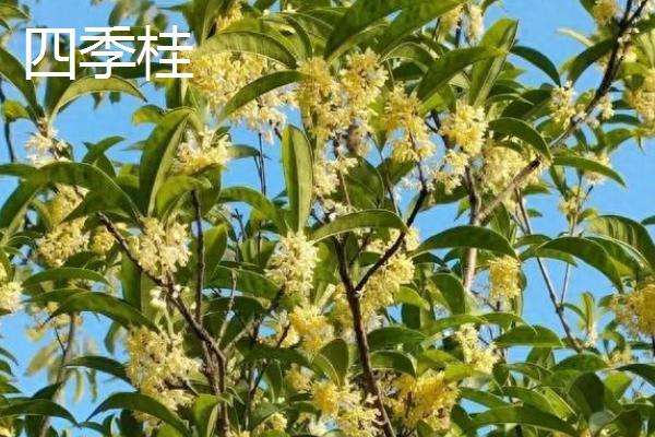 桂花有哪些品种，有四季桂、金桂、银桂等
