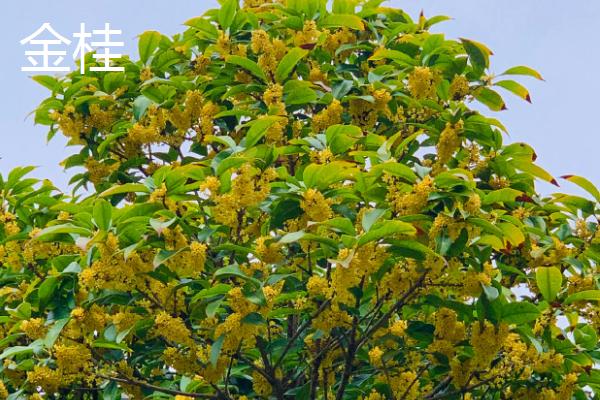 桂花有哪些品种，有四季桂、金桂、银桂等