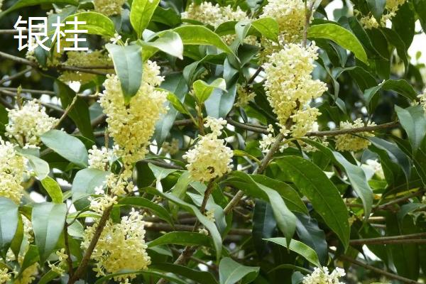 桂花有哪些品种，有四季桂、金桂、银桂等