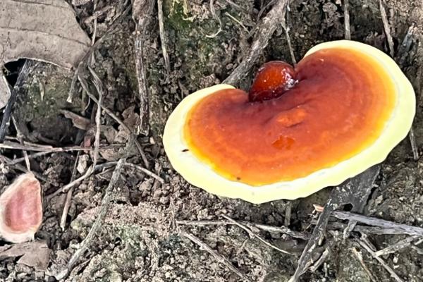 灵芝产地的分布，主要分布在中国、朝鲜半岛和日本