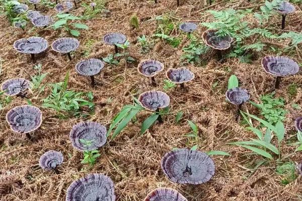 灵芝产地的分布，主要分布在中国、朝鲜半岛和日本