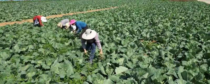 蔬菜远离肥料污染的方法，需合理施用氮肥