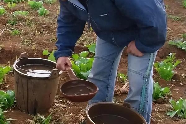 蔬菜远离肥料污染的方法，需合理施用氮肥