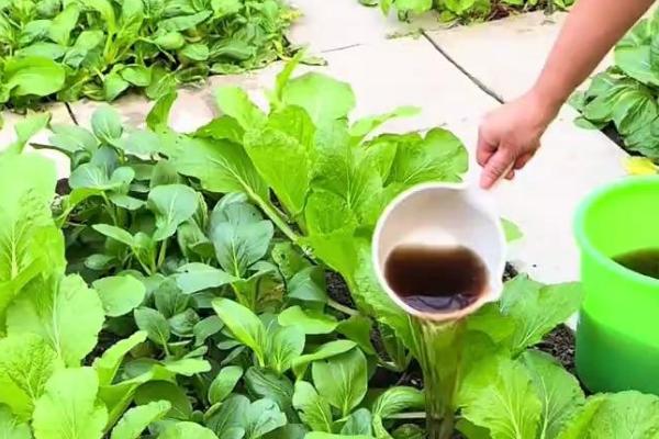 蔬菜远离肥料污染的方法，需合理施用氮肥