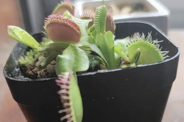 捕蝇草适合在家中养殖吗，很适合在家中养殖