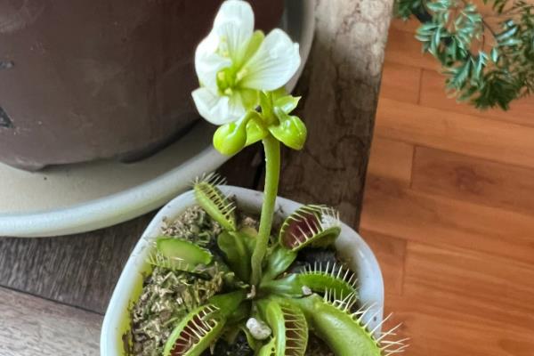 捕蝇草适合在家中养殖吗，很适合在家中养殖