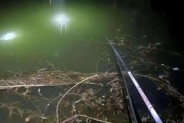 秋天夜钓鲢鳙效果如何，效果不错