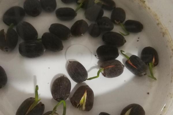 姬小菊的存活时间，一般只能存活2-3年