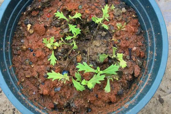 姬小菊的存活时间，一般只能存活2-3年