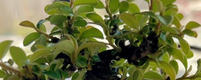 荀子怎么养殖，每天提供6小时以上的散射光