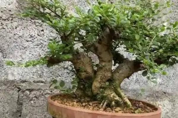 荀子怎么养殖，每天提供6小时以上的散射光