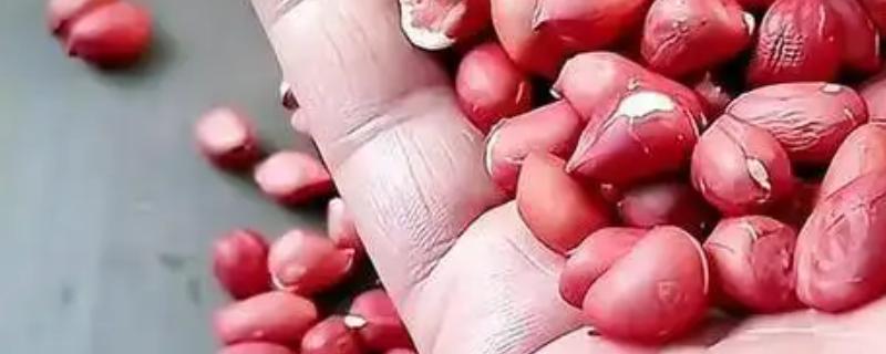 花生米可以钓青鱼吗，花生米可以钓青鱼