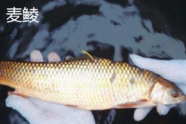 鲮鱼是淡水鱼吗，鲮鱼是淡水鱼
