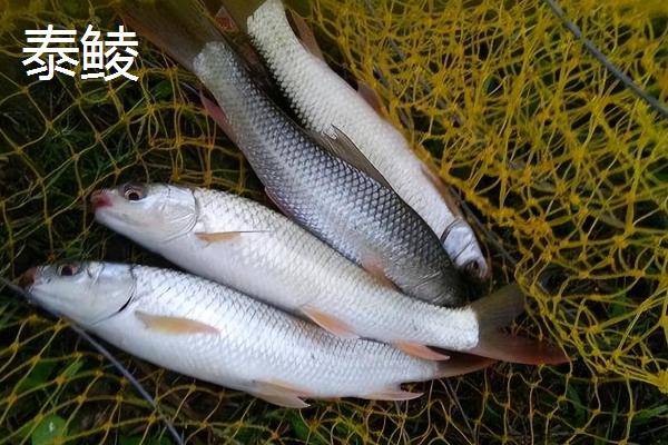 鲮鱼是淡水鱼吗，鲮鱼是淡水鱼