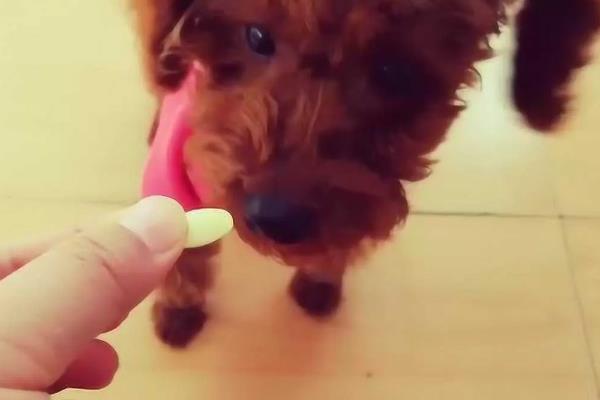 泰迪髌骨脱位怎么办，根据严重程度选择治疗方法