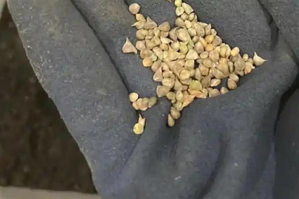 菠菜直接撒地上后多久能发芽，6-7天就可以发芽了