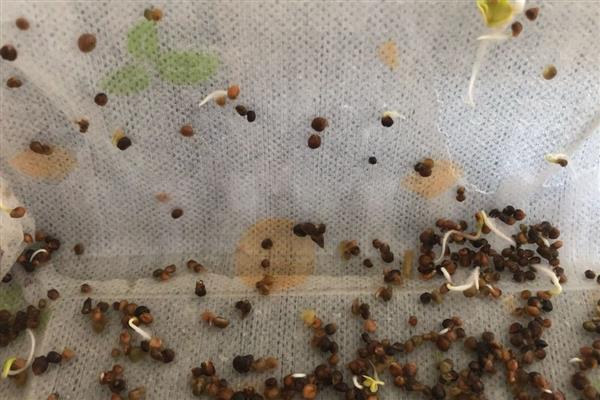 菠菜直接撒地上后多久能发芽，6-7天就可以发芽了