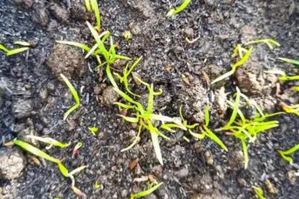 菠菜直接撒地上后多久能发芽，6-7天就可以发芽了