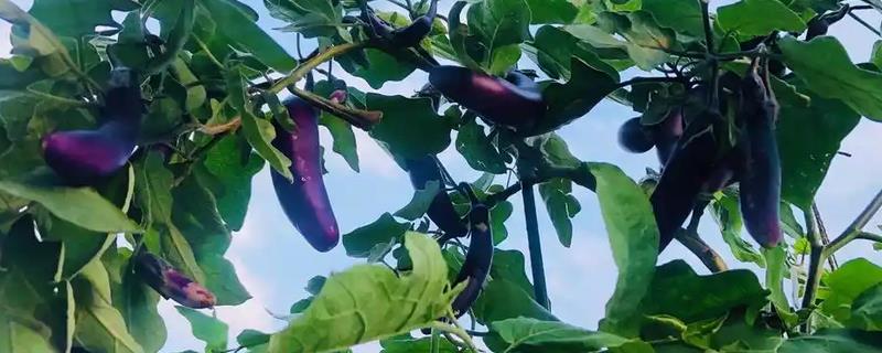 茄子如何正确浇水，不同生长期的浇水方法不同