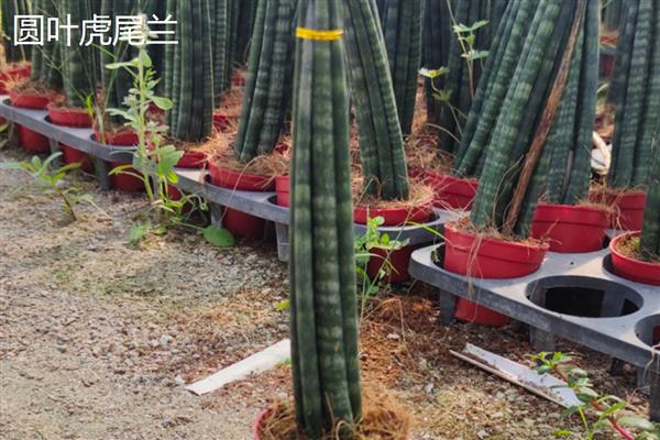 虎尾兰与虎皮兰有什么区别，属于同一种植物只是叫法不同