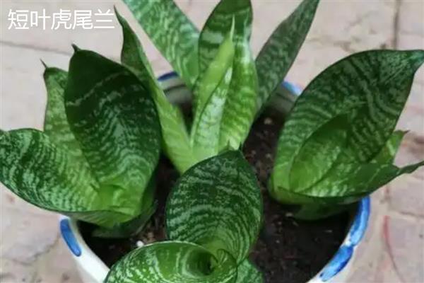 虎尾兰与虎皮兰有什么区别，属于同一种植物只是叫法不同