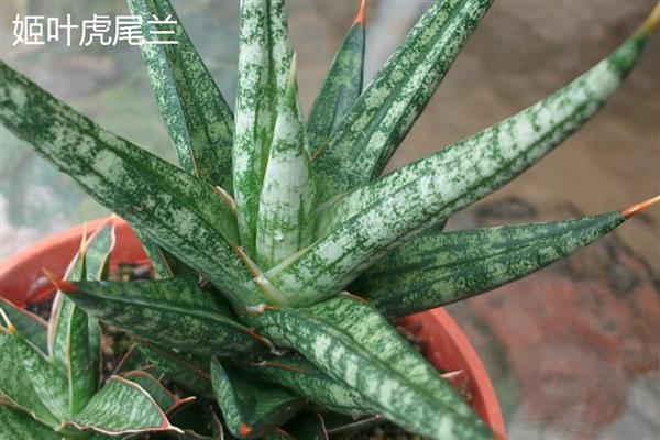 虎尾兰与虎皮兰有什么区别，属于同一种植物只是叫法不同