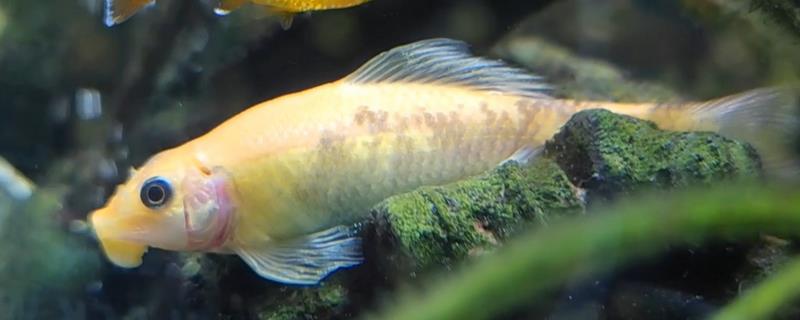 金苔鼠能不能用冷水饲养，水温低于18℃便容易患病