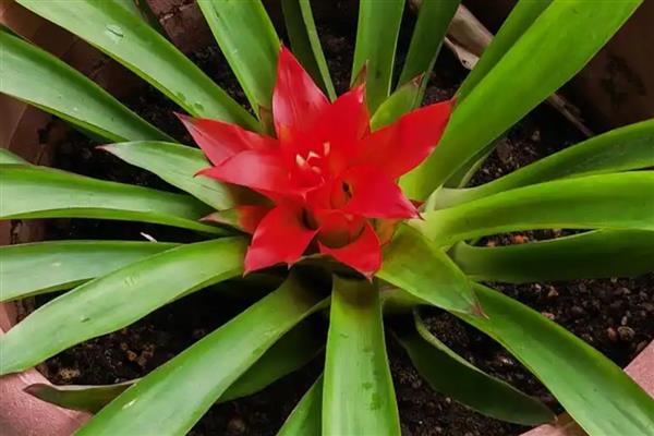 水塔花根部腐烂怎么处理，需杀菌除虫、取出根茎等