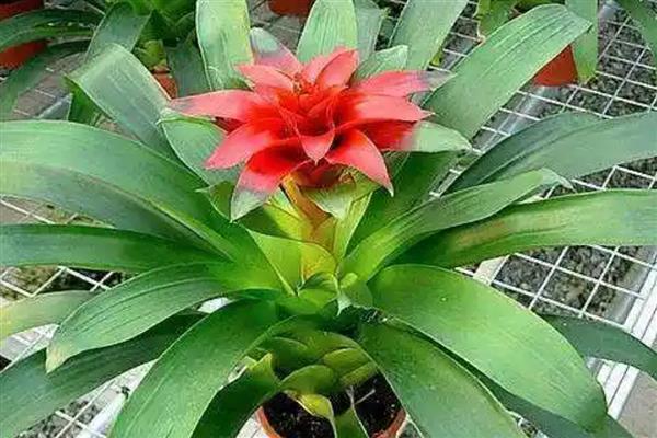 水塔花根部腐烂怎么处理，需杀菌除虫、取出根茎等